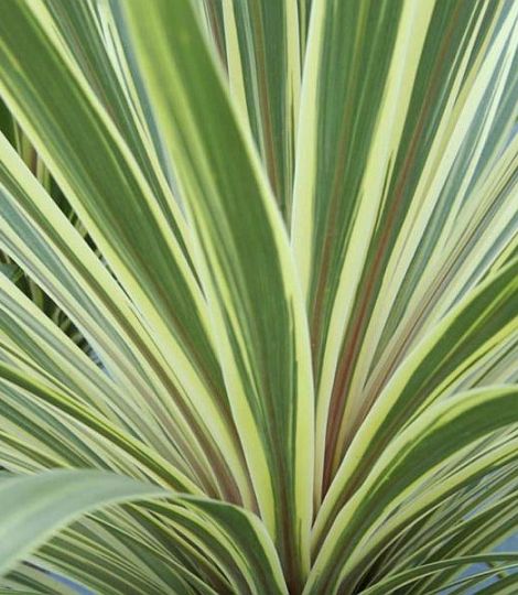 Cordyline australis torbay dazzler